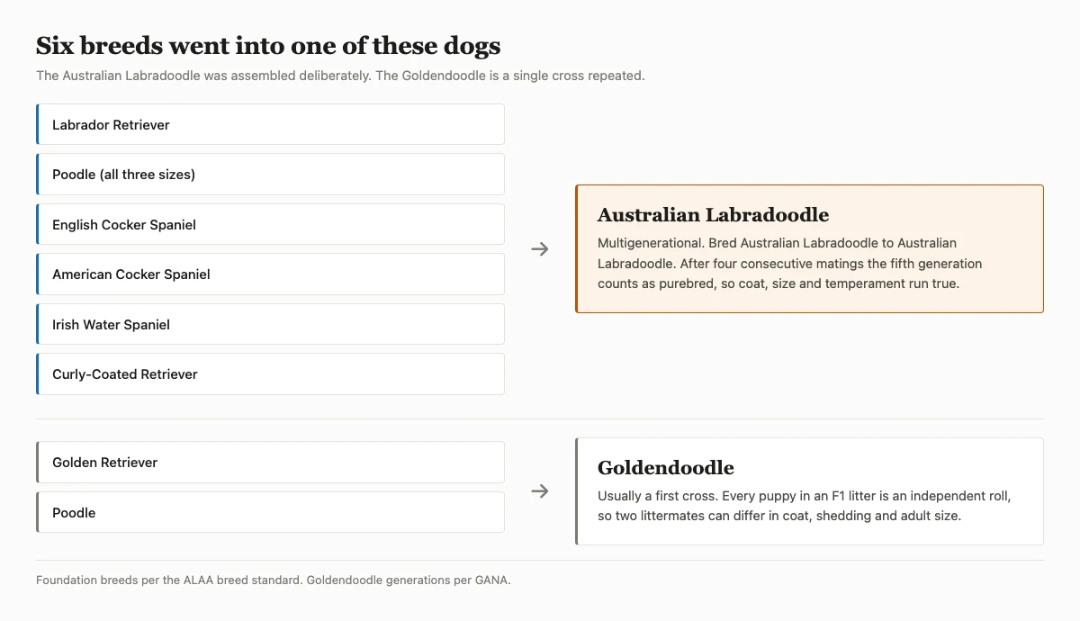 Diagram showing the six foundation breeds of the Australian Labradoodle against the two parent breeds of a Goldendoodle