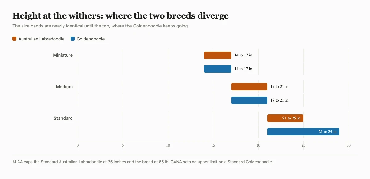 Bar chart comparing Australian Labradoodle and Goldendoodle height bands for Miniature, Medium and Standard sizes