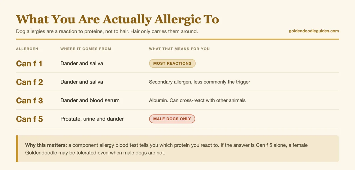 Table of dog allergens Can f 1, Can f 2, Can f 3 and Can f 5 showing where each comes from and which is male only