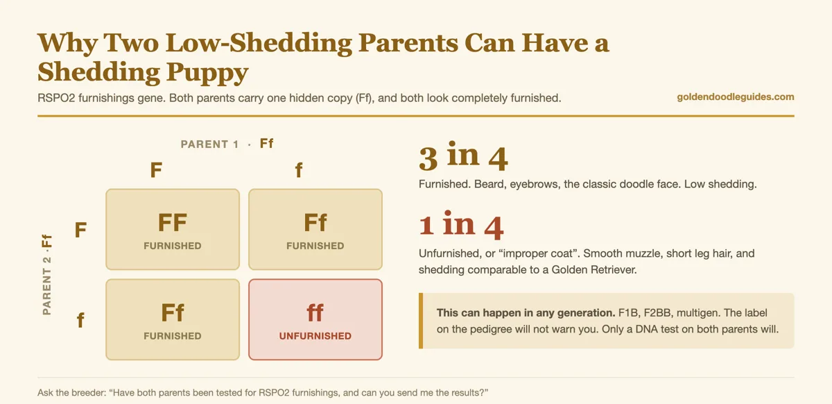 Punnett square showing two furnished Ff Goldendoodle parents producing one unfurnished ff puppy in four