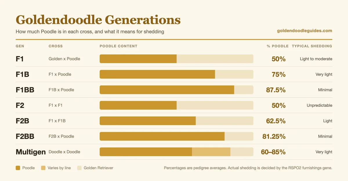 Chart comparing Poodle percentage across F1, F1B, F1BB, F2, F2B, F2BB and multigen Goldendoodle generations
